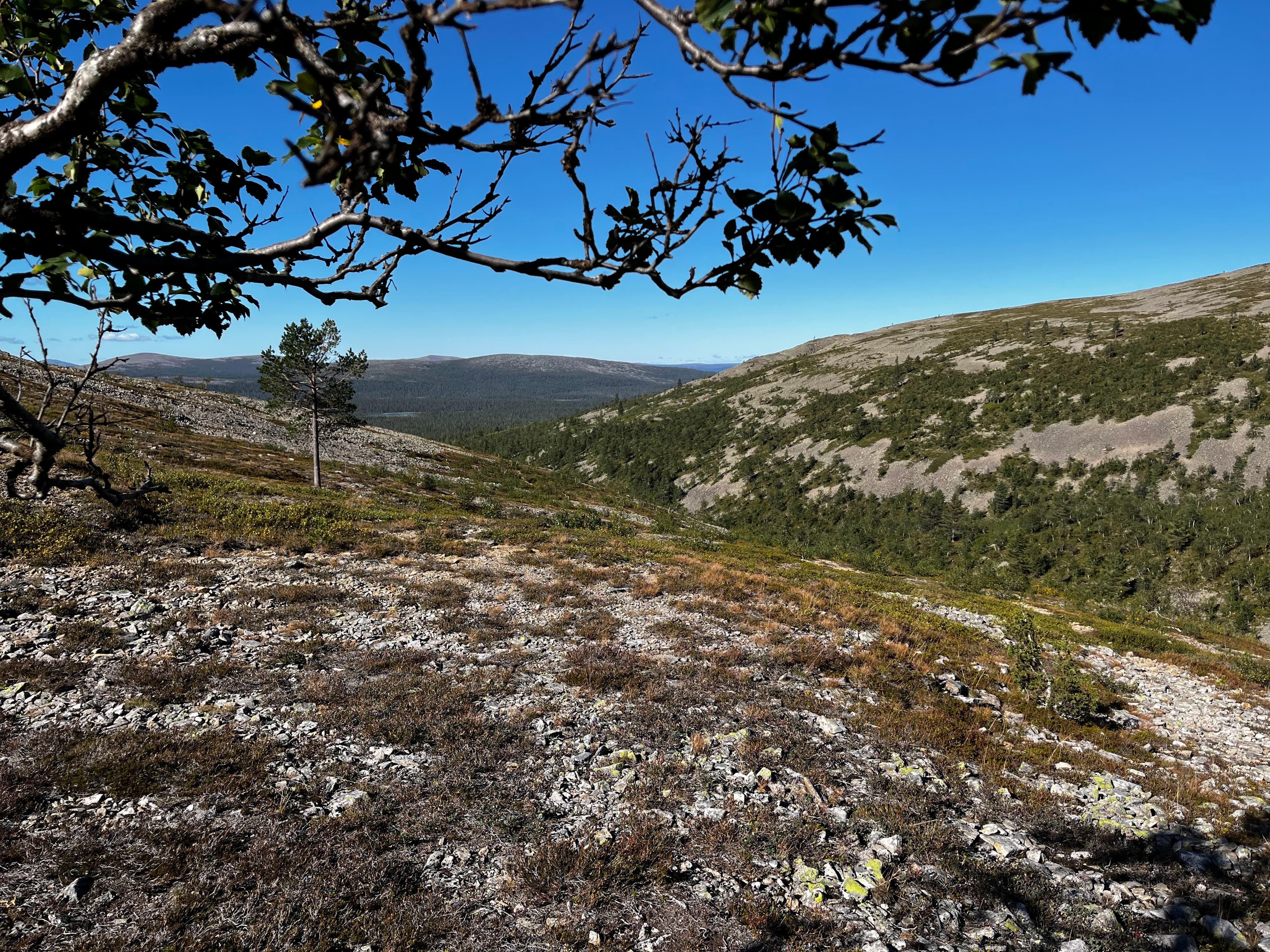 Kesäinen mäntymetsä Kettukummun saunan ikkunasta