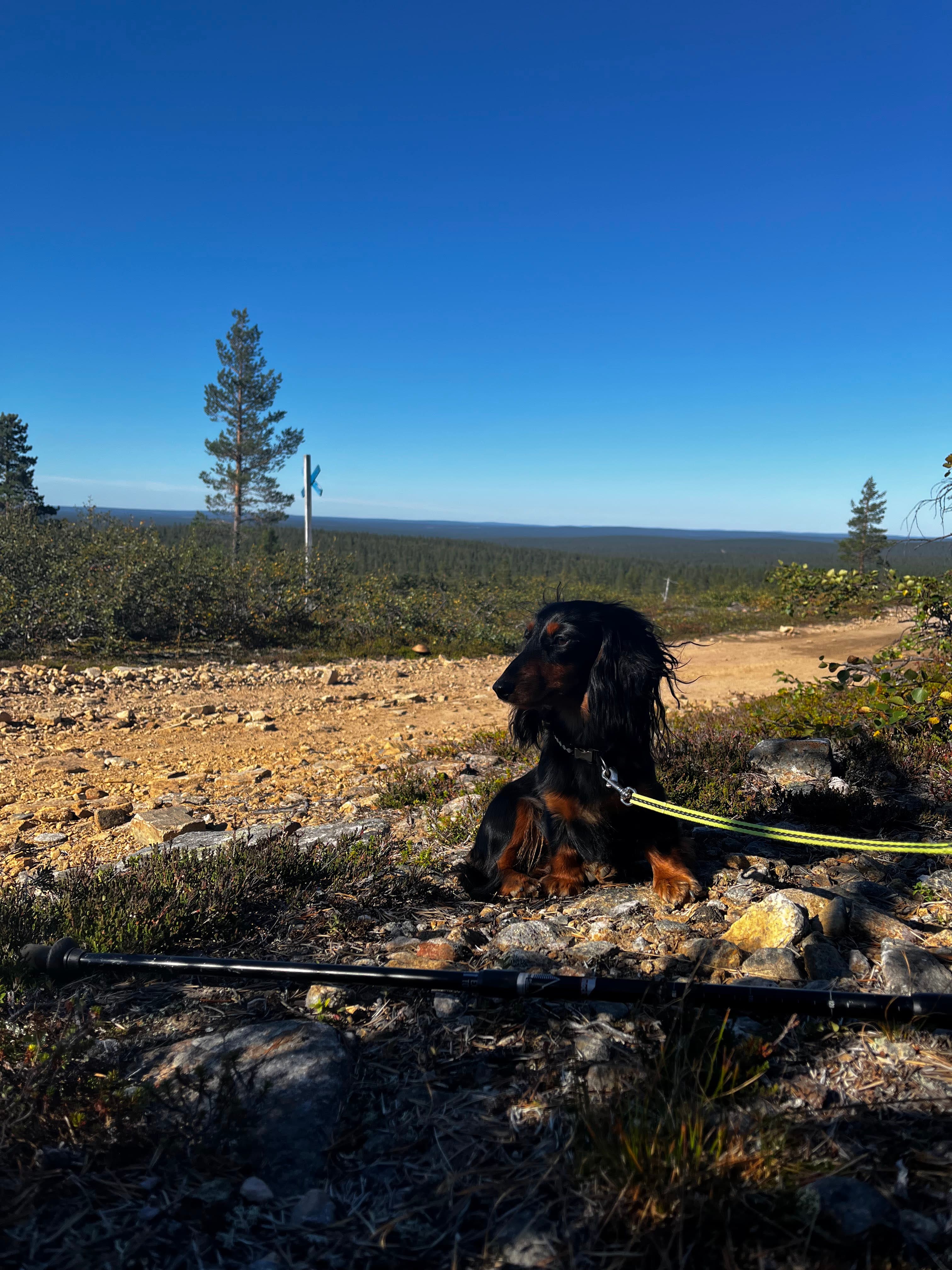 Koira tunturipolulla sinisen taivaan alla