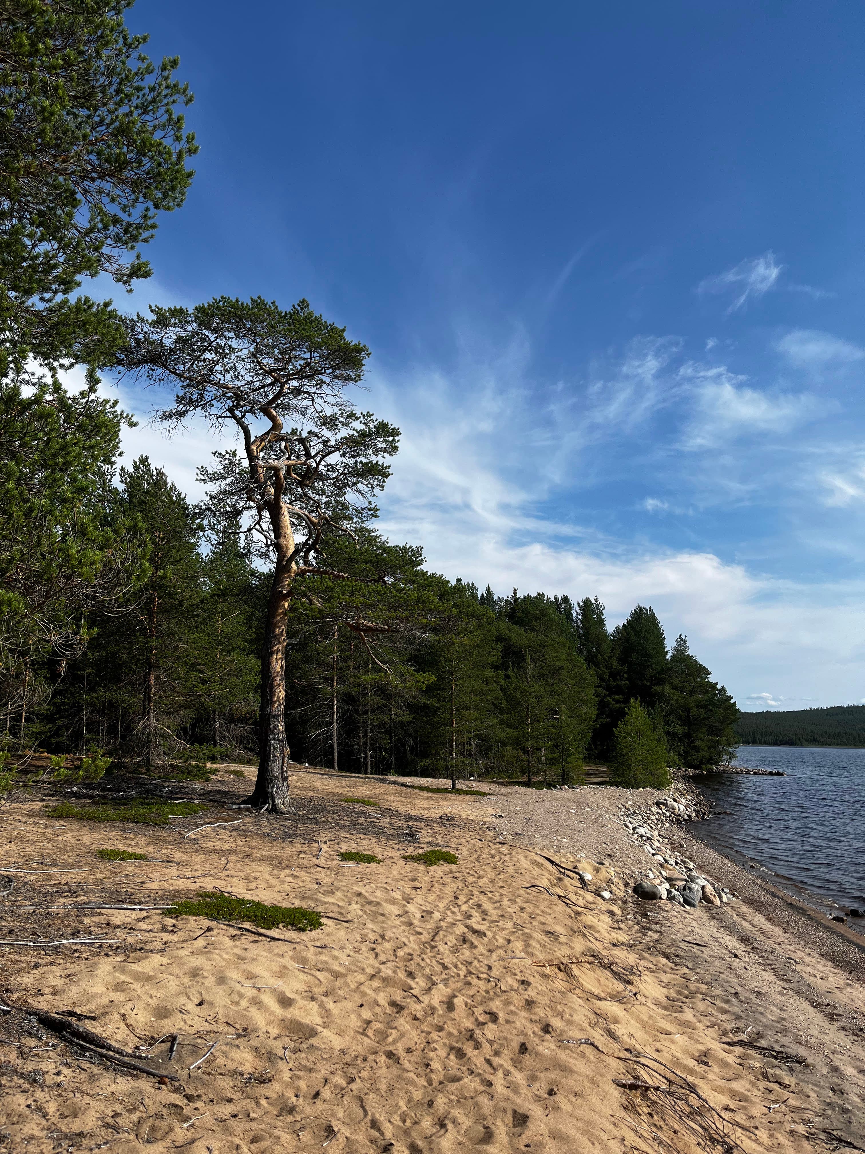 Pitkä luonnonhiekkaranta ja mäntyjä järven rannalla